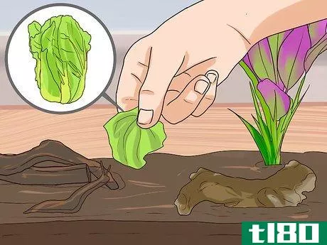 Image titled Care for Slugs Step 5
