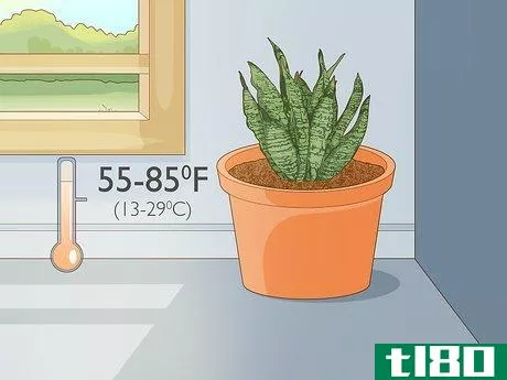 Image titled Care for a Sansevieria or Snake Plant Step 7