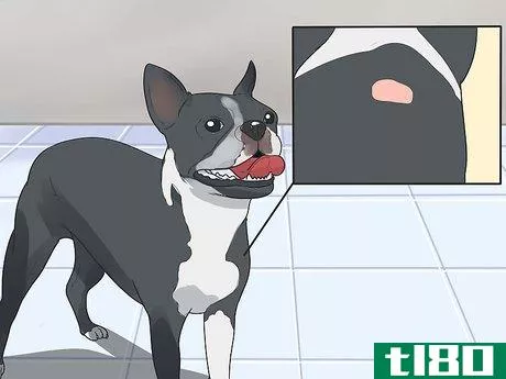 Image titled Care for a Boston Terrier Step 16