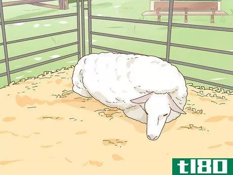 Image titled Care for a Sheep With Pneumonia Step 11