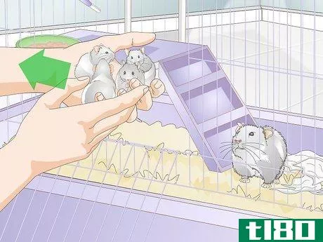 Image titled Care For a Mother Hamster and Her Babies Step 6