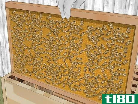 Image titled Become a Beekeeper Step 15