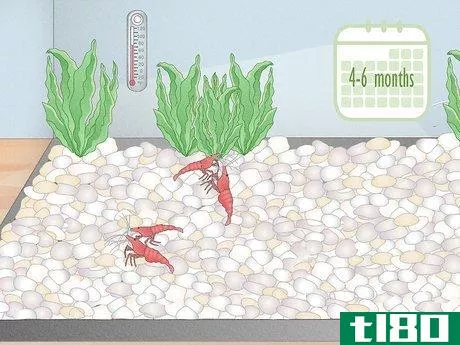 Image titled Breed Freshwater Shrimp Step 9