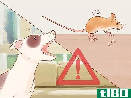 Image titled Avoid Frightening Your Pet Mouse Step 11