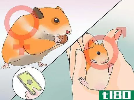 Image titled Breed Syrian Hamsters Step 4