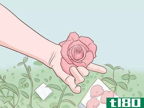 Image titled Buy Rose Bushes Step 1