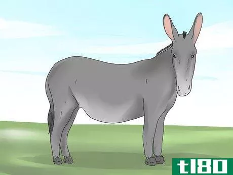 如何照顾驴子(care for a donkey)