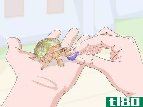 Image titled Care for Land Hermit Crabs Step 15