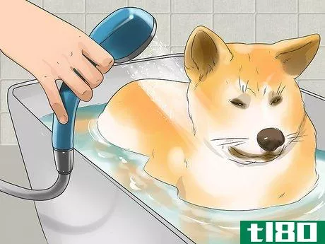 Image titled Care for an Akita Inu Dog Step 6
