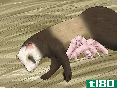 Image titled Breed a Pet Ferret Step 8