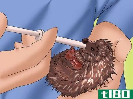 Image titled Care for a Baby Hedgehog Step 20