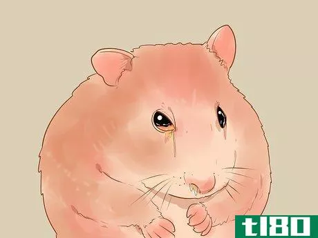 Image titled Care for Dwarf Hamsters Step 16