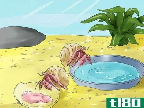 Image titled Care for Hermit Crabs Step 15