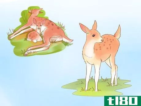 Image titled Bottle Feed an Orphaned Fawn Step 1