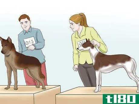 Image titled Become a Dog Show Judge Step 4