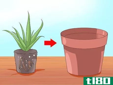 Image titled Care for Your Aloe Vera Plant Step 6