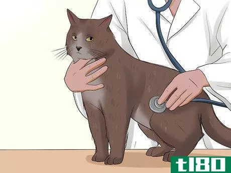 Image titled Care for a Cat with Feline Leukemia Step 1