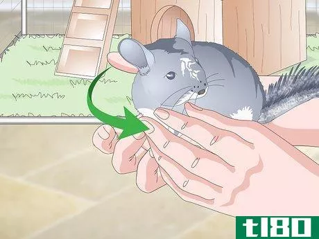 Image titled Care for Chinchillas Step 16