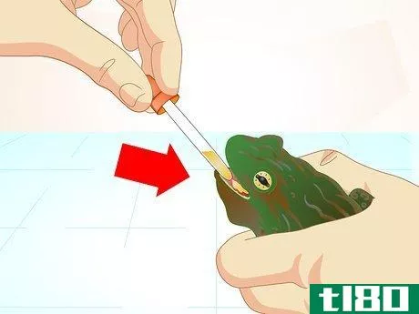 Image titled Care for a Sick Frog with Red Leg Disease Step 7