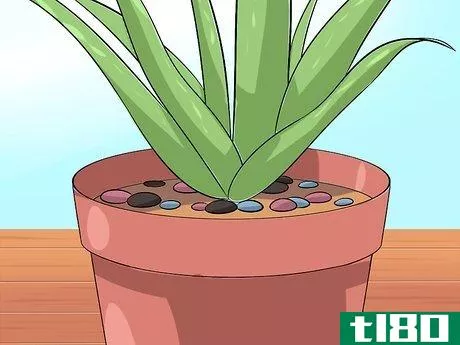 Image titled Care for Your Aloe Vera Plant Step 8