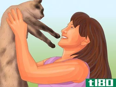 Image titled Care for a Siamese Cat Step 7