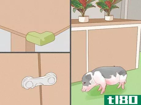 Image titled Care for a Miniature Potbellied Pig Step 11