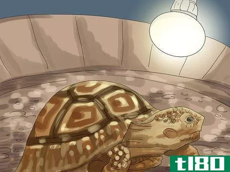 Image titled Care for a Tortoise Step 19