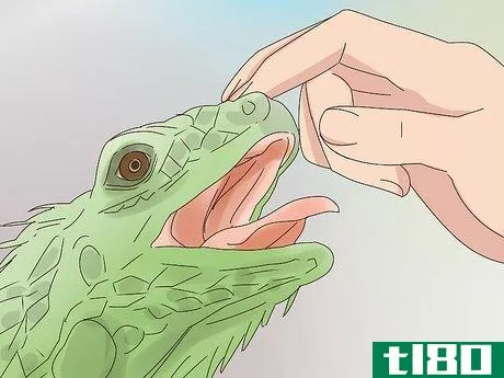 Image titled Buy an Iguana Step 9