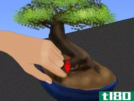 Image titled Care for a Chinese Elm Bonsai Tree Step 4