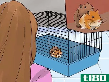 Image titled Breed Syrian Hamsters Step 12