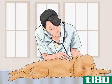 Image titled Care for a Toy Poodle Step 19