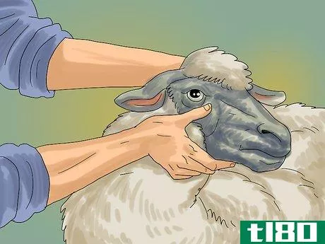 Image titled Care for Sheep Step 14
