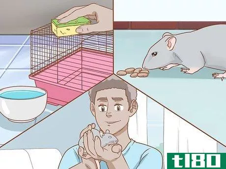 Image titled Care for a Pet Rat Step 1