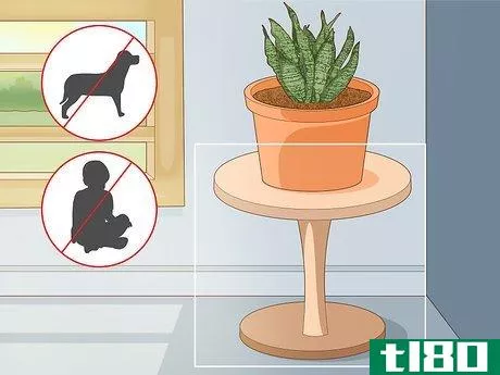 Image titled Care for a Sansevieria or Snake Plant Step 8