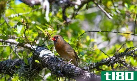 Image titled BrownCardinal