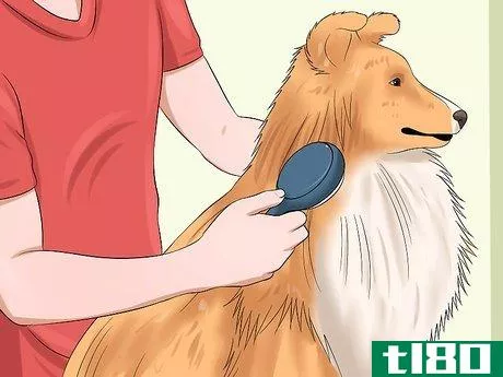 Image titled Care for Shelties Step 12