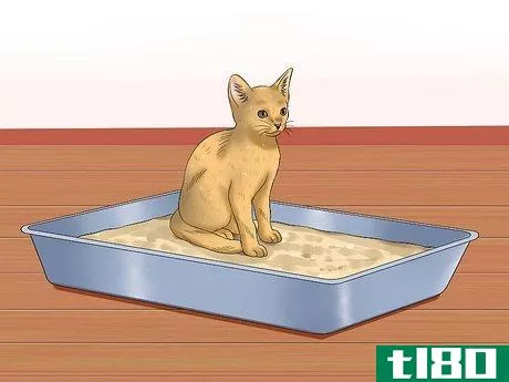 Image titled Care for Abyssinian Cats Step 9