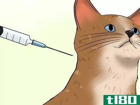 Image titled Care for a Cat with Feline Leukemia Step 5