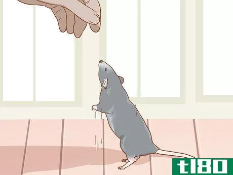 Image titled Care for a Pet Rat Step 3