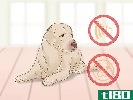 Image titled Care for a Dog After Spaying Step 4