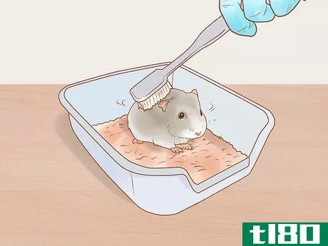 Image titled Care for Dwarf Hamsters Step 12