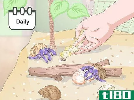 Image titled Care for a Hermit Crab (Purple Pincher) Step 11