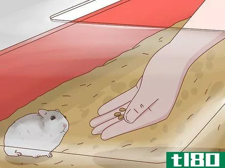 Image titled Care for Winter White Dwarf Hamsters Step 12