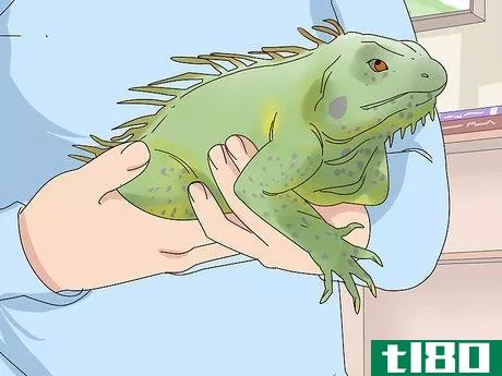 Image titled Buy an Iguana Step 5