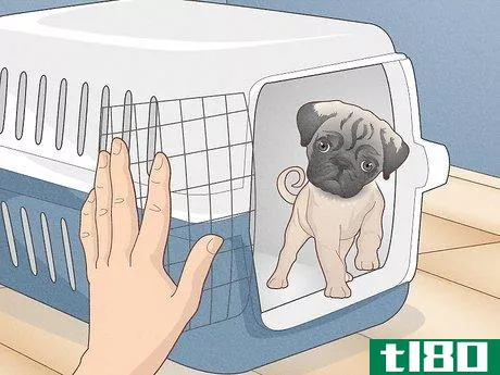 Image titled Buy a Pug Puppy Step 15
