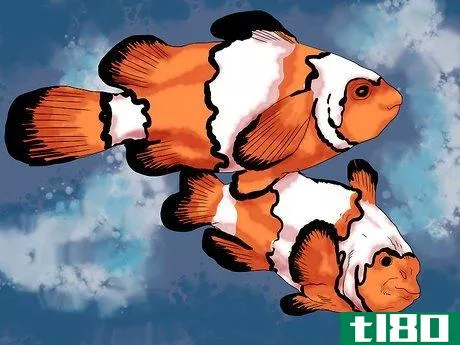 Image titled Breed Clownfish Step 2