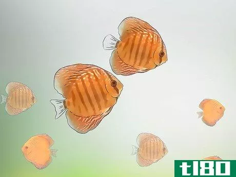 Image titled Breed Discus Step 8