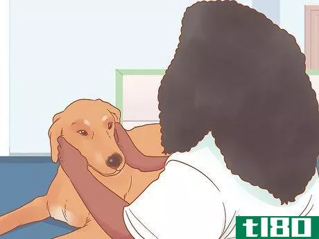 Image titled Care for a Pregnant Dog Step 1