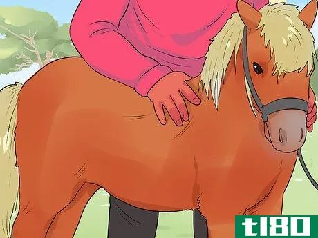 Image titled Care for a Miniature Horse Step 11