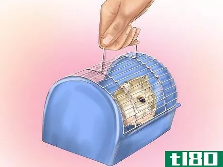 Image titled Care for Roborovski Hamsters Step 17